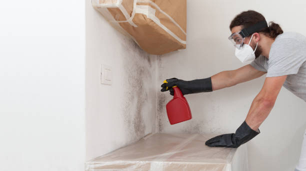 Professional Basement Mold Remediation technician working in Maplewood, NJ