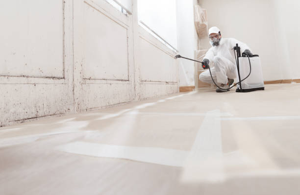 24/7 Emergency Basement Mold Remediation experts in Maplewood, NJ