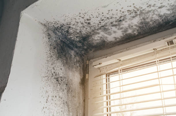 Affordable Basement Mold Remediation solutions in Maplewood, NJ